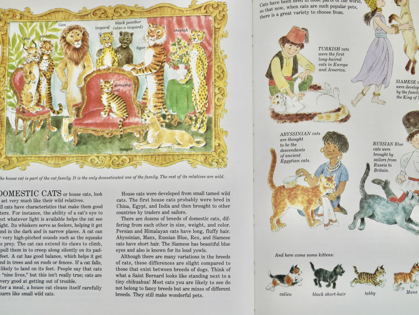 Joe Kaufman's Wings Paws Hoofs and Flippers A Book About Etsy