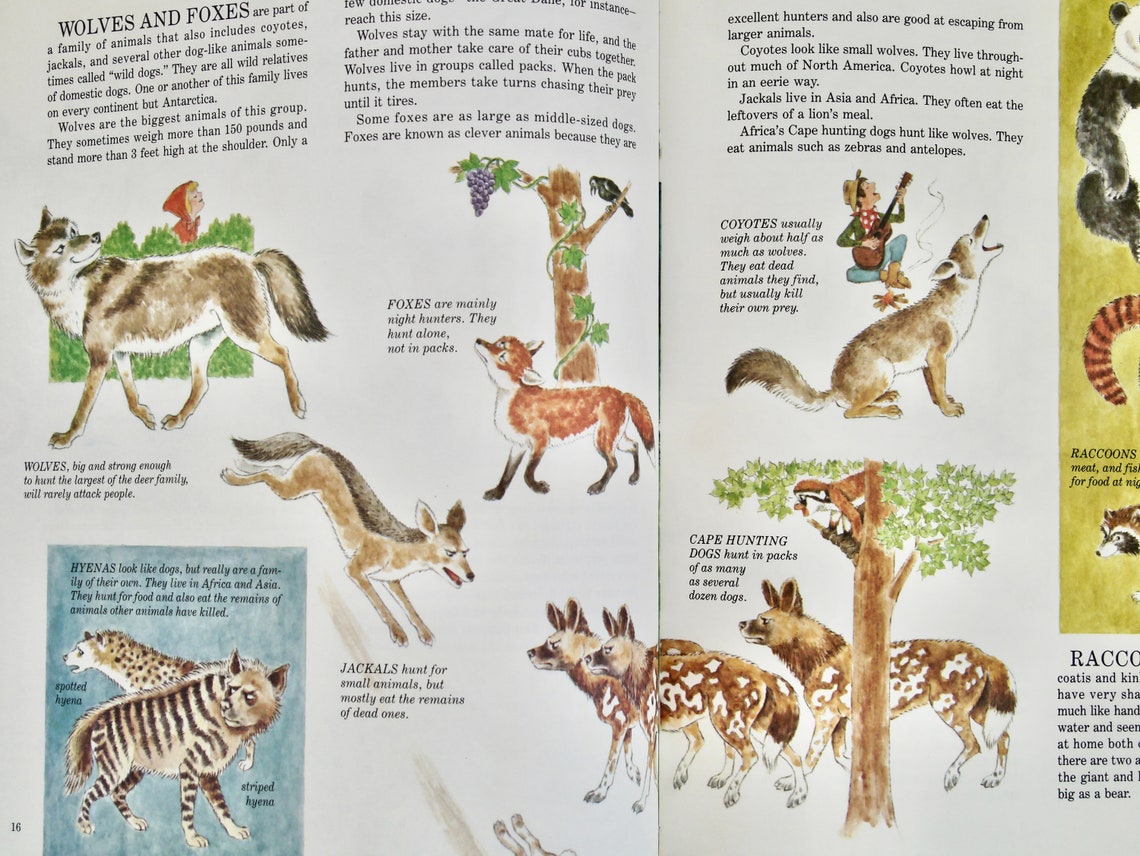 Joe Kaufman's Wings Paws Hoofs and Flippers A Book About Etsy