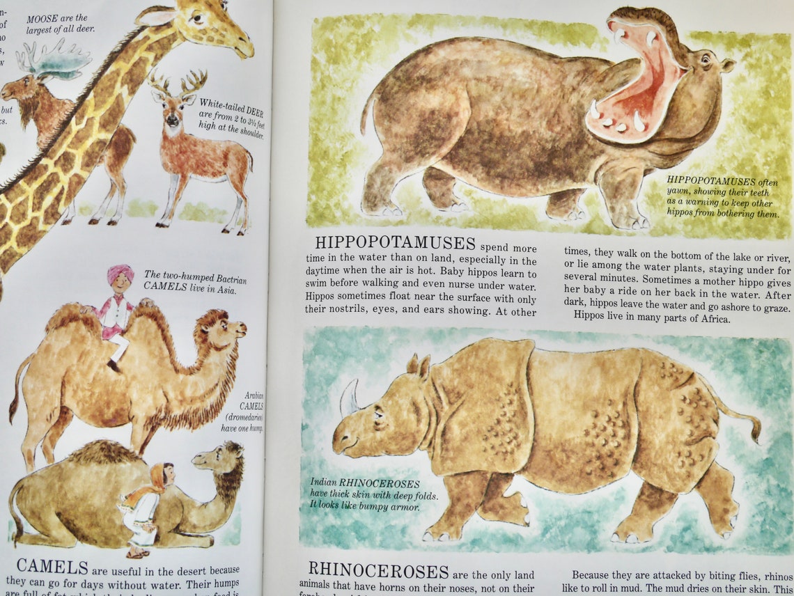 Joe Kaufman's Wings Paws Hoofs and Flippers A Book About Etsy