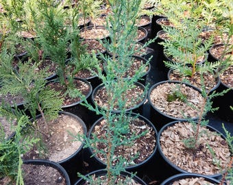 Italian Cypress (Stricta) Live Trees 1' tall, Local Pickup Only