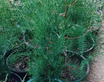 Spartan Juniper Live Trees 1'-2' tall, Local Pickup Only