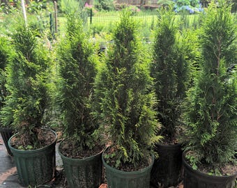 Emerald Green Arborvitae Live Trees 1'-2' tall, Local Pickup Only