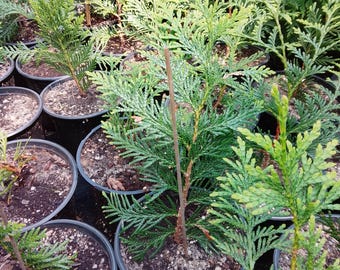 Green Giant Arborvitae Live Trees 1' tall, Local Pickup Only