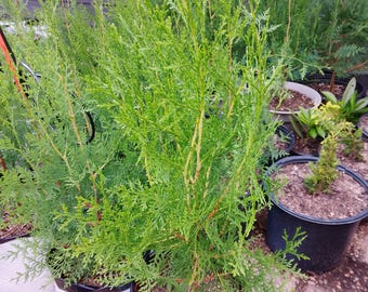 Italian Cypress (Horizontalis) Live Trees 1'-2' tall, Local Pickup Only