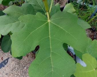 Chicago Hardy Fig Live Trees 2'-3' tall, Local Pickup Only