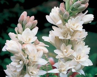 Polianthes Tuberose 'The Pearl' Rhizome | Double-flowered Tuberose | Highly Fragrant, Creamy-white Blooms