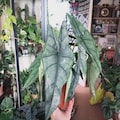 Alocasia dragons breath starter plant *(ALL plants require you to purchase any 2 plants)*