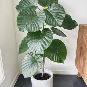 May include: A large-leafed plant in a white textured pot. The plant has a tall, slender stem with several large, heart-shaped green leaves. The pot is round and sits on a dark tiled floor. A wooden cabinet is in the background.