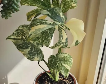 Monstera Thai constellation marble starter plant *(ALL starter plants require you to purchase any 2 plants)*