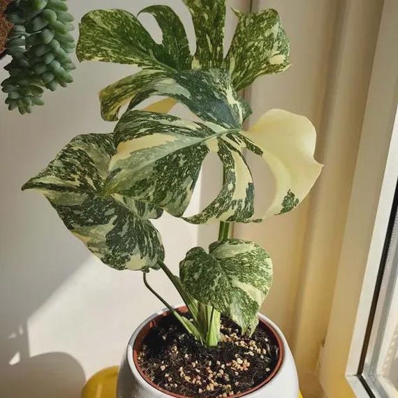Monstera Thai constellation marble starter plant *(ALL starter plants require you to purchase any 2 plants)*