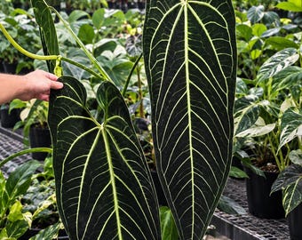 Anthurium Warocqueanum Dark form starter plant *(ALL plants require you to purchase any 2 plants)*