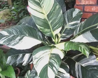 Spathiphyllum peace lily "sensation" starter plant *(ALL starter plants require you to purchase any 2 plants)*