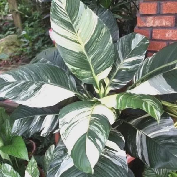 Spathiphyllum peace lily "sensation" starter plant *(ALL starter plants require you to purchase any 2 plants)*