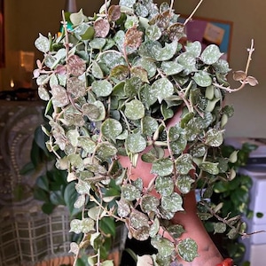 Variegated Hoya Curtisii - Etsy