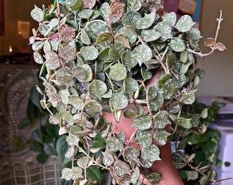 Hoya Curtisii splash 4" potted plant * *(ALL starter plants require you to purchase any 2 plants)*