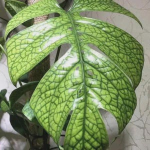 May include: A large, vibrant green Monstera leaf featuring a distinct, intricate network of dark green veins that create a textured, grid-like pattern across the surface. The leaf has several natural perforations and is attached to a brown moss pole.