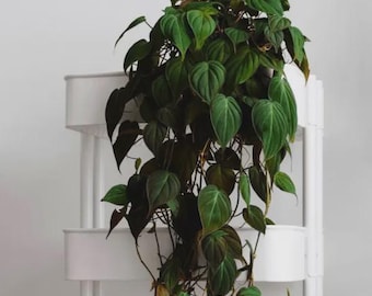 Philodendron Micans starter plant *(ALL plants require you to purchase any 2 plants)*
