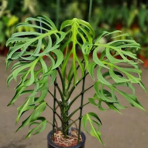 Monstera Burle Marx Flame Variegated - Etsy