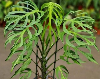 Monstera Burle Marx Flame 4" potted plant * *(ALL plants require you to purchase any 2 plants)*