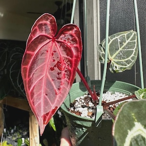 Anthurium Kos X Red Crystal - Etsy