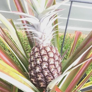 May include: A close-up of a pineapple plant. The pineapple fruit is a dark brown color with a textured surface. The leaves are green, with red and white accents. The top of the pineapple has a crown of spiky, light green leaves.