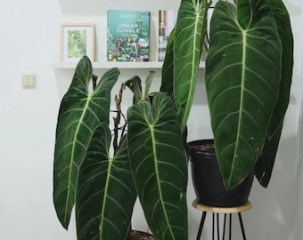 Philodendron Melanochrysum starter plant *(ALL starter plants require you to purchase any 2 plants)*