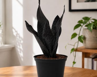 Anthurium Carlablackiae X Antolakii, Carla Bvep - Etsy
