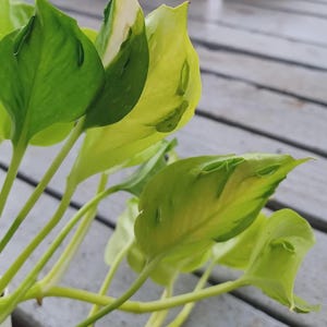 May include: Close-up of a vibrant green and yellow pothos plant. The leaves display a mix of bright green and creamy yellow variegation. The plant's stems are a light green color, and the leaves have a smooth texture. The plant is on a wooden surface.