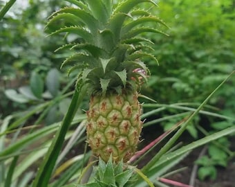 May include: A small, green pineapple with a textured surface and spiky leaves. The pineapple is surrounded by long, green, spiky leaves. The background is a blur of green foliage.
