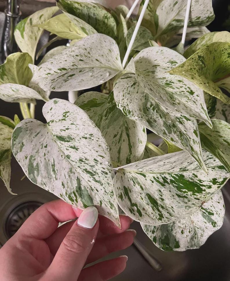 Philodendron Marble King - Etsy