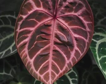 Anthurium Crystallinum rojo, planta en maceta de 5 cm (para todas las plantas jóvenes es necesario comprar 2 plantas).