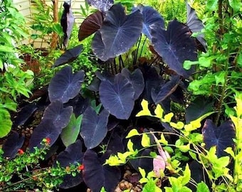 Colocasia Black Gecko starter plant * *(ALL starter plants require you to purchase any 2 plants)*