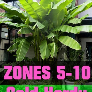 May include: A large, vibrant green banana plant with broad, elongated leaves, positioned in front of a brick building. The image features bold pink text overlay that reads ZONES 5-10 and Cold Hardy, indicating the plant's climate tolerance range.