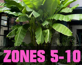 Musa cold hardy banana tree starter plant *(ALL plants require you to purchase any 2 plants)*