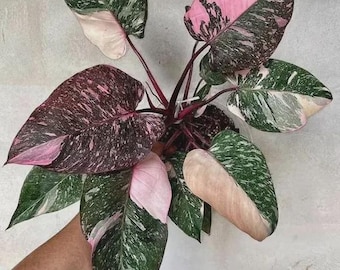 Planta joven Philodendron Galaxy Pink Princess *(Todas las plantas requieren la compra de 2 plantas)*