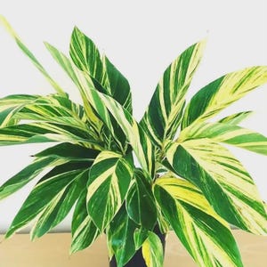 May include: A lush houseplant with large, variegated leaves. The leaves are a vibrant green with striking yellow and cream-colored stripes. The plant is potted in a black container, creating a visually appealing contrast.
