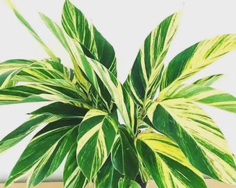 Variegated ginger starter plant *(ALL starter plants require you to purchase any 2 plants)*