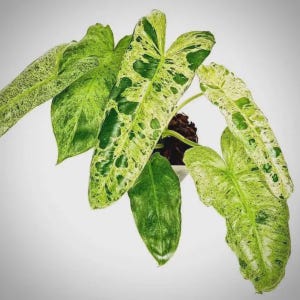 Plants Climbing Philodendrons - Etsy