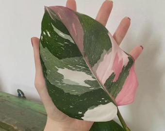 May include: A close-up of a large, variegated leaf with shades of pink, green, and white. The leaf is held in a hand, showcasing its unique color pattern. The leaf's edges are a vibrant pink, transitioning to green and white.