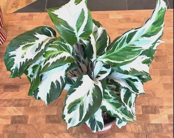Goeppertia (calathea) Libbyana - Etsy