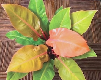 Cycnodes Taiwan Gold 'orange' (cycnoches Chlorochilon × Mormodes