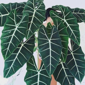May include: Close-up of large, dark green Alocasia leaves with prominent white veins. The leaves have a distinctive shape and texture, creating a striking visual contrast against the background. The plant is a popular choice for indoor decor.
