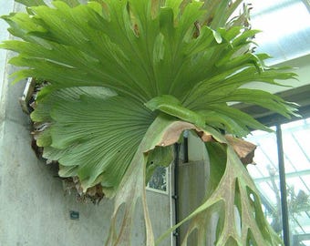 Platycerium bifurcatum "Netherlands" starter plant  *(ALL plants require you to purchase any 2 plants)*