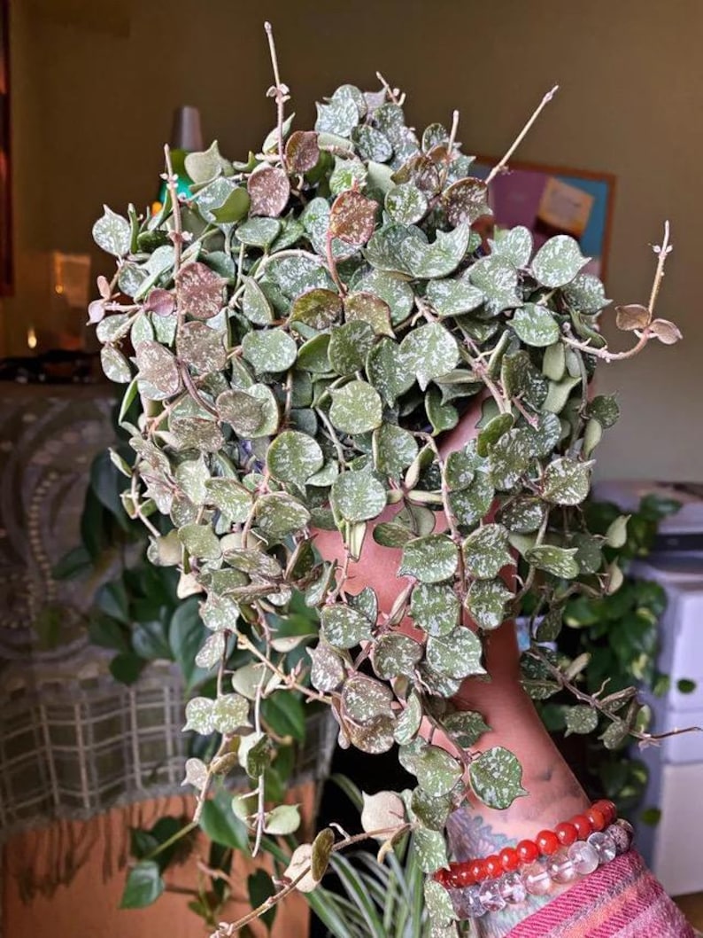 Hoya Curtisii Plant