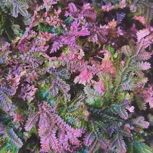 May include: Close-up of a vibrant plant with a mix of colors. The image showcases a variety of textures and shades, including green, purple, pink, and hints of blue. The plant's intricate details are highlighted, creating a visually appealing display.