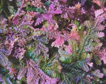 Peacock moss unique fern starter plant *(ALL plants require you to purchase any 2 plants)*
