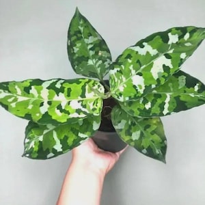 May include: A potted Aglaonema plant with large, variegated leaves. The leaves display a camouflage pattern of green, white, and light green. The plant is held in a dark pot, and the background is a plain, light gray.