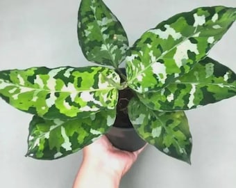 Aglaonema Pictum Tricolor Silver Stripe Rare Aroid Camouflage Plant NOT TC  - Etsy