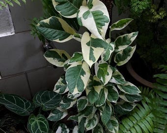 N joy Pothos XL starter plant *(ALL starter plants require you to purchase any 2 plants)*