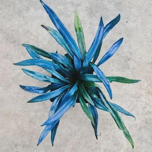 Blue Philodendron - Etsy